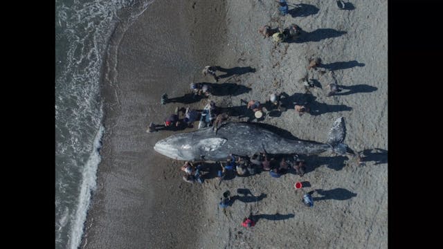 GIORNATE DEGLI AUTORI - Whaler Boy