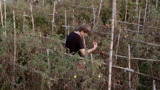 la guarimba - SHOULD I STAY OR SHOULD I GO