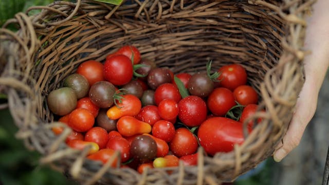 Sguardi Altrove Film - THE-PLUMMERY-1920x1080-20MBPS