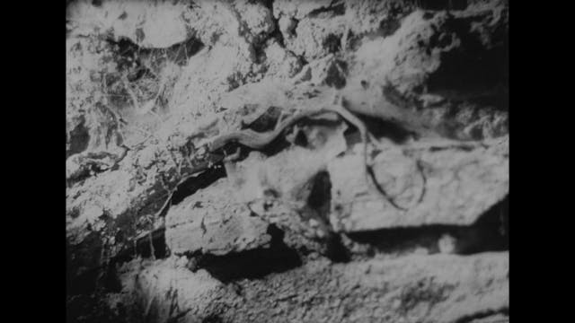 CINEMA RITROVATO - MONANGAMBEE - vor