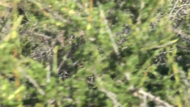 The Story of Film - Episodio 2