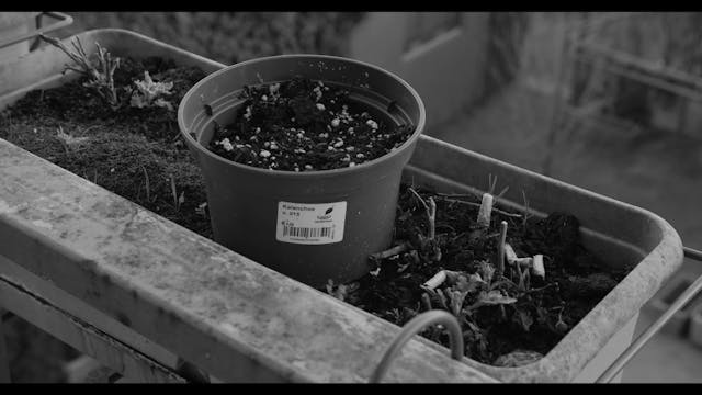 POPOLI - Dissipatio_FTR_1080p