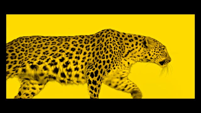 moviemov - IlLegionario_H264_Rec709_HD_SubEng_24@_20211220_2Trk