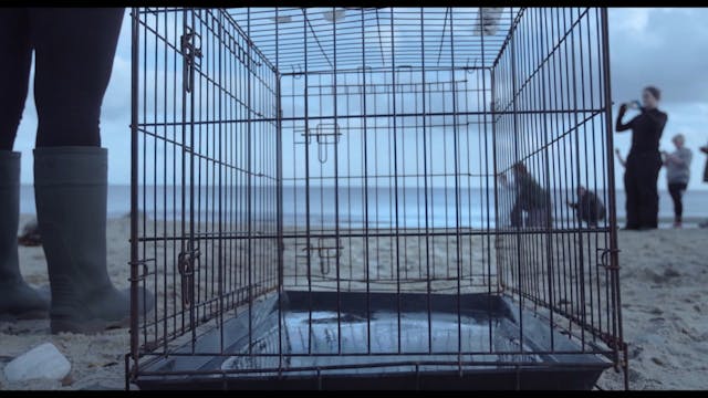 BIOGRAFILM - From The Wild Sea