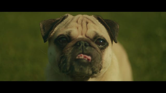 caprihollywood2021 - Golden Hour alta qualità SUB ENG_ProRes