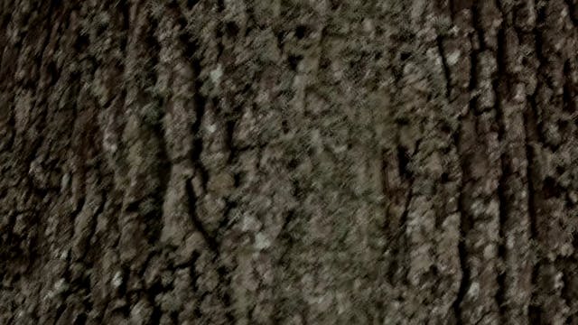 SCHERMO DELL'ARTE - History of a Tree