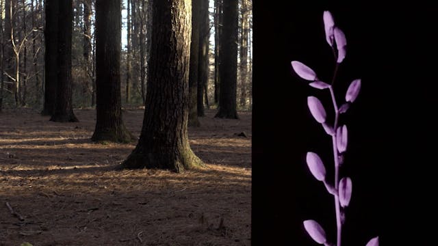 IIC USA - CAMBIO_FORMAFANTASMA_SERPENTINE_VISUAL ESSAY