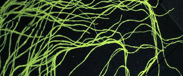 EFEBO - L'agnello_def