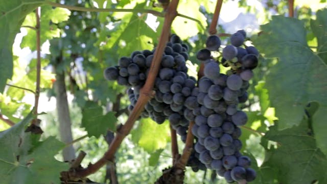 los angeles - wine road