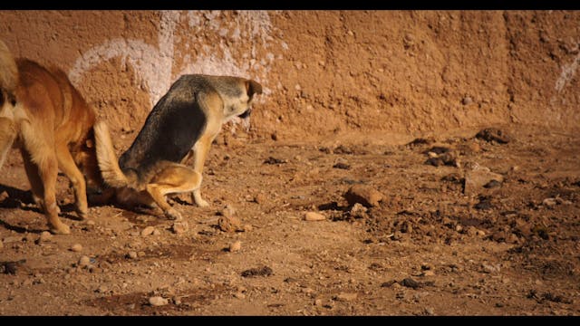 QUEBEC - Clebs_sub ita