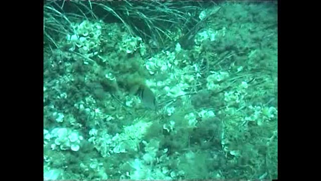 Matteo Santandrea - Velature segrete