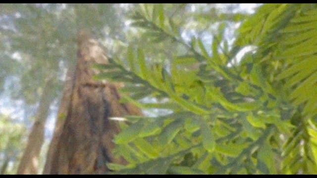 SHORTS 2021 - La mucca nel cielo