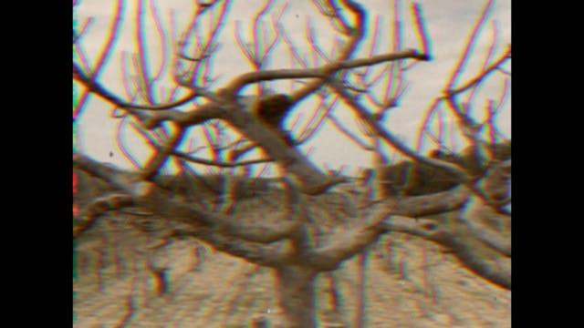 LACENO D'ORO 2021 - G. Marinelli, SOLITUDO, 2021