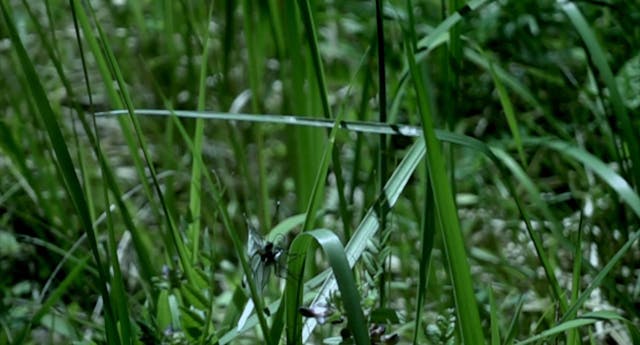 LUCCA - BOY MEETS GUN