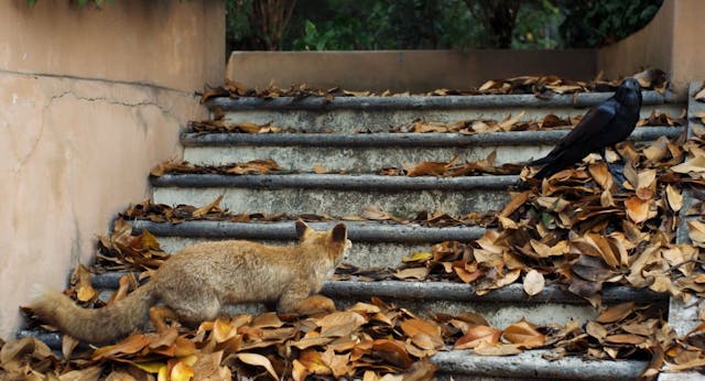 TheSecondLife_H264_10Mbps_FullHD__intFLAT_25p_stereo320k