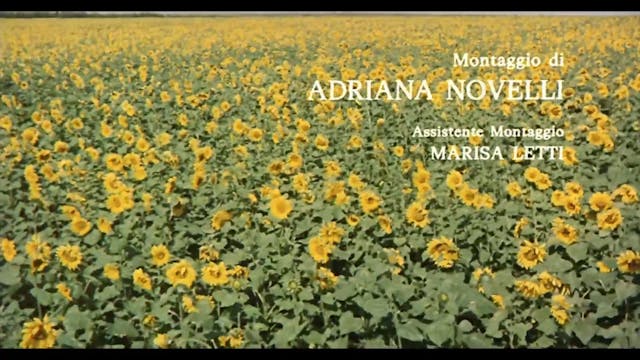 PIUCOMPAGNIA - GIRASOLI