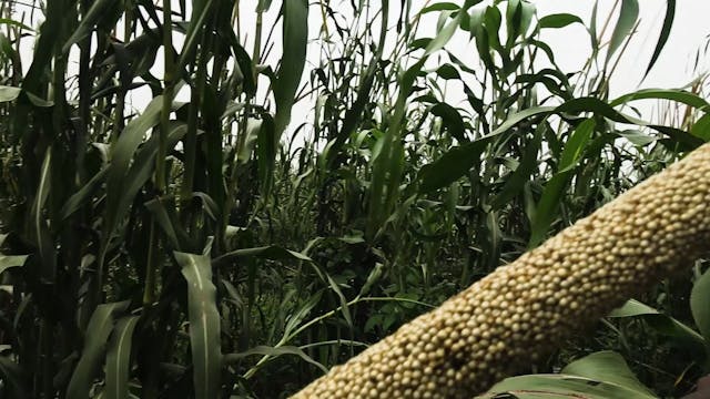 Lara Casirati - FESCAAAL_I poveri dimenticano