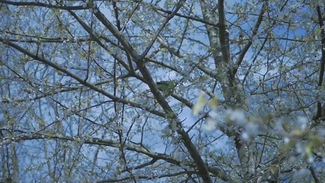 isola del cinema - Ilaria Ricci - Human Range_final sound