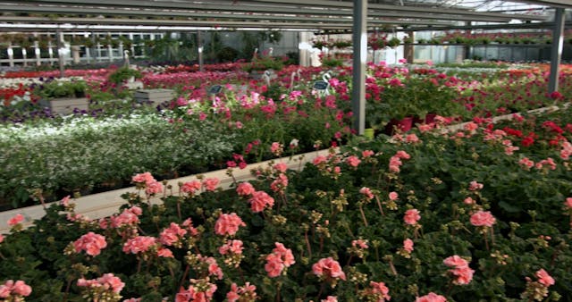 ARTELESIA - PiantaSuVasoConGambe_EN