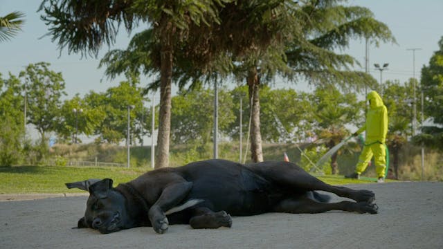 SOTTO18 - Los Reyes_FIlm