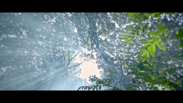 BIOGRAFILM - TERMITE