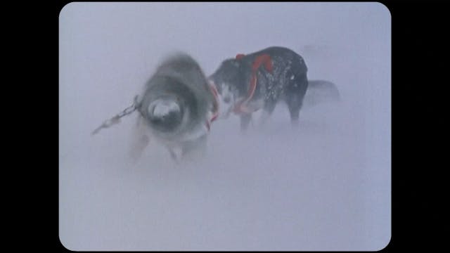 BIOPIC FEST 2022 - After Antarctica