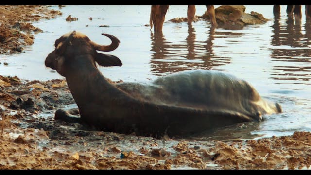 SGUARDI ALTROVE - American Bull