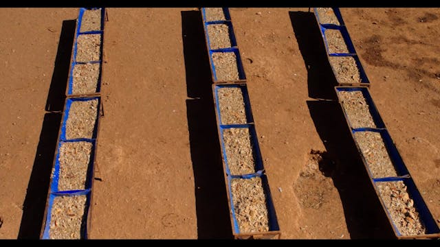 MEDFILM 2021 - MUTTS_Clebs