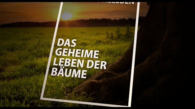 youngabout - Hidden Life of Trees