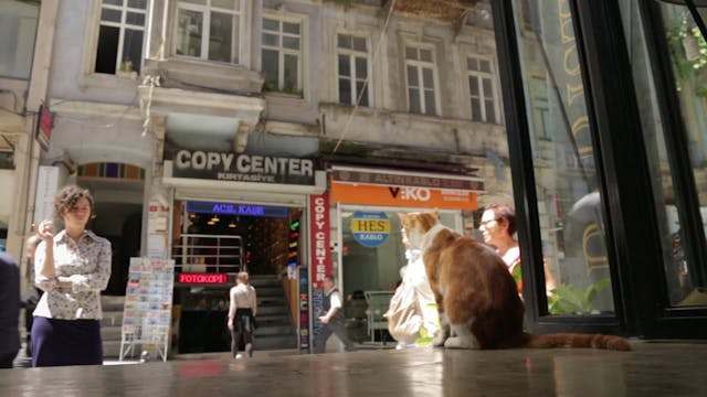 WANTED - Kedi HD 24 ITA