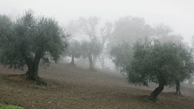 FONDAZIONE BIZZARRI - Francesca Romana Vagnoni - CENT'ANNI DI CORSA H264