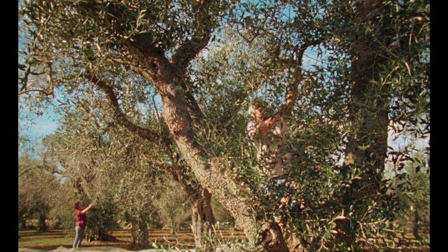 MEDFILM - LIPARADISI