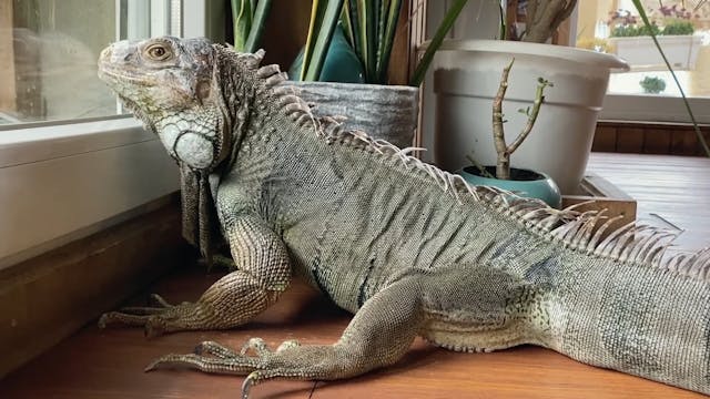 FESCAAAL 2022 - Year of the Everlasting Storm