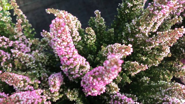 LACENO - Érika 2.1