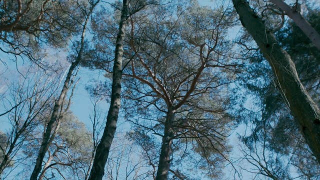 BIOGRAFILM - ASymphonyOfNoise_H264_10Mbps_FullHD_25p_stereo320k