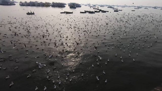 FEFF 2021 - LifeIn24Frame A Second - MP4 - Online Screening