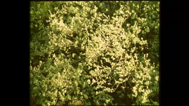 isola del cinema - Ilaria Ricci - IL PIANETA AZZURRO