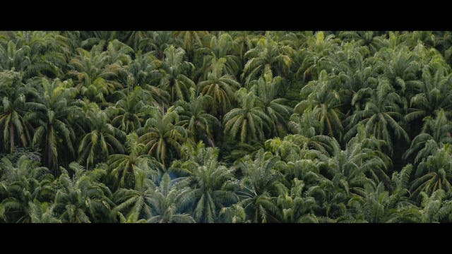 SHORTS - Rewild - maremetraggio #7