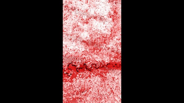 IIC USA - Formafantasma_Cambio_Quercus_2020_credits 4K