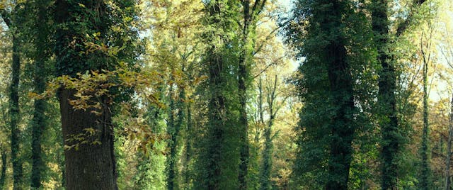 ARTELESIA - L'OMBRA DEL LUPO