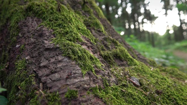 TSFF - HOMECOMING_(POVRATAK KUĆI – MARINA ABRAMOVIĆ I NJENA DECA)_DEF