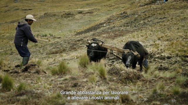 PIU COMPAGNIA - MAXIMA