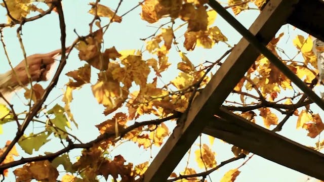 MIDDLE EAST NOW - Life is Gone