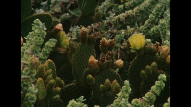 POPOLI - BACK TO 2069_FTR_1080p