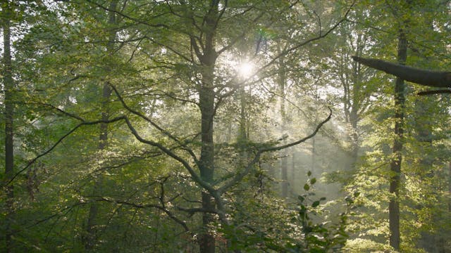 mymovieslive - into dad's wood LFDMP_HD_24_NoSub_H264_20