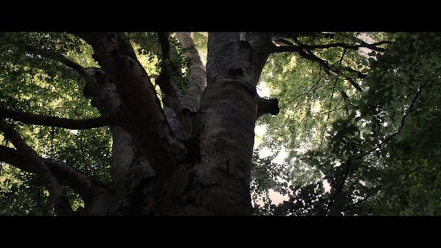 FILMMAKER - Lettera a un gatto