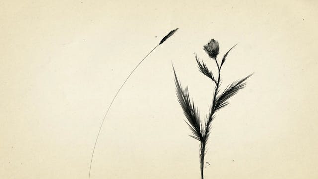 TERRE DA FESTIVAL - Cradle (ProRes)