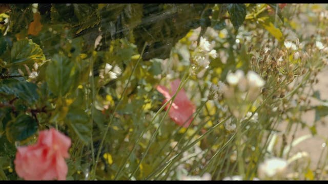 BIOGRAFILM - el agente topo