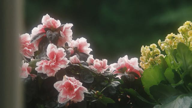 LINEA D'OMBRA 2022 - Mother - LDO Marcello De Martino