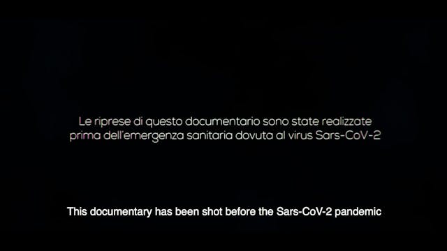 VITTORIA PEACE - 65 ROSE